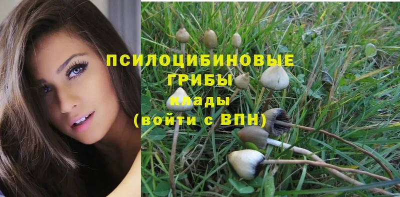 Галлюциногенные грибы Psilocybine cubensis Алагир